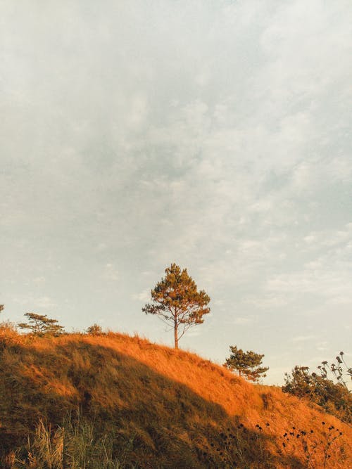 бесплатная Бесплатное стоковое фото с вертикальный выстрел, деревья, за городом Стоковое фото
