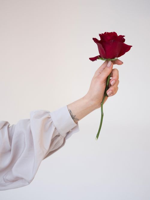 Free Crop anonymous female arm demonstrating delicate fresh red rose flower against white background Stock Photo