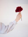 白色背景上，一位女士手持一朵精致的红玫瑰，象征着优雅与浪漫