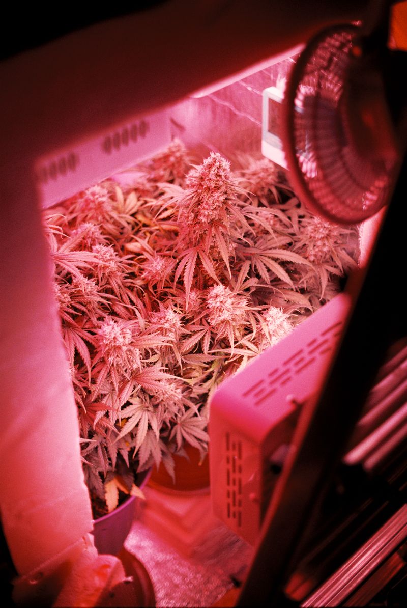 Guia Completo de Iluminação LED para Cultivo Indoor