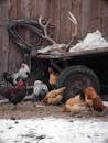 Flock of domestic hens and rooster pecking snow covered ground near wooden fence and cart with majestic deer antlers
