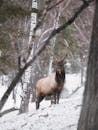 Single wild reindeer with curvy big horns standing on calm snowy hill among winter forest with coniferous and deciduous trees