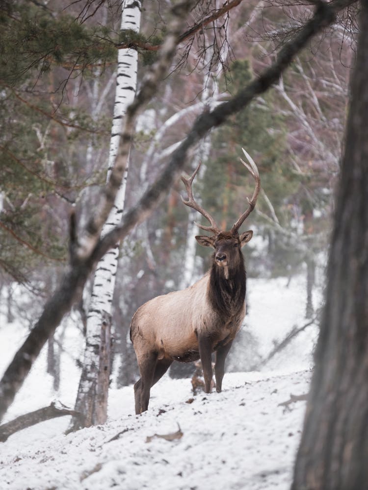 Majestic Deer In Winter Forest At Daylight