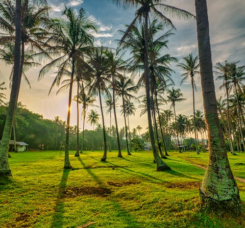 Free Green Palm Trees on Grass Field Stock Photo