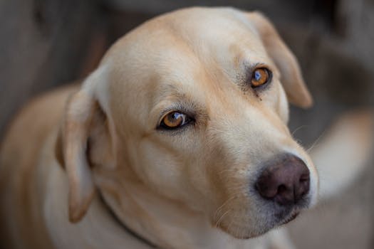 Adorable close-up of a Labrador Retriever gazing with soulful eyes.