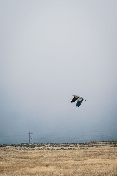 Free Big carnivorous bird with spread wings flying in sky above meadow with golden grass in mist Stock Photo