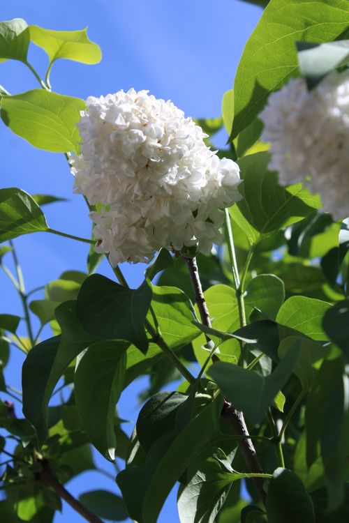 Free stock photo of lilac Stock Photo