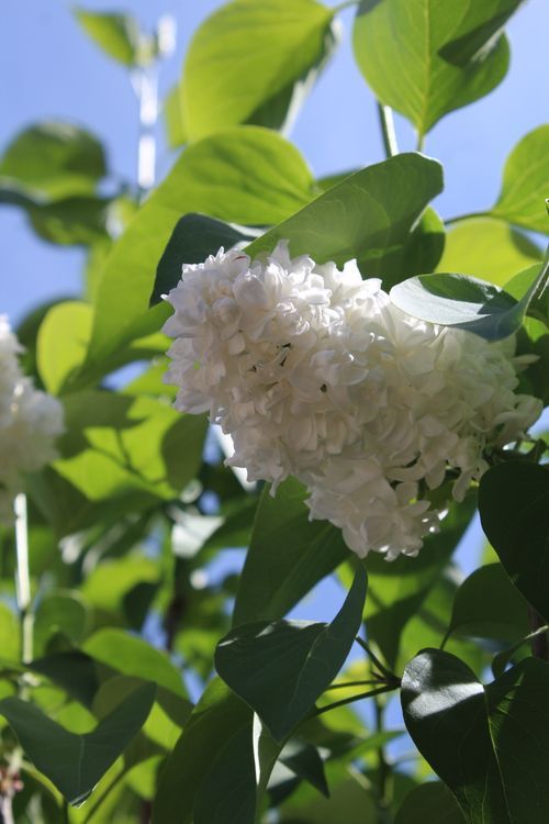 Free stock photo of lilac Stock Photo