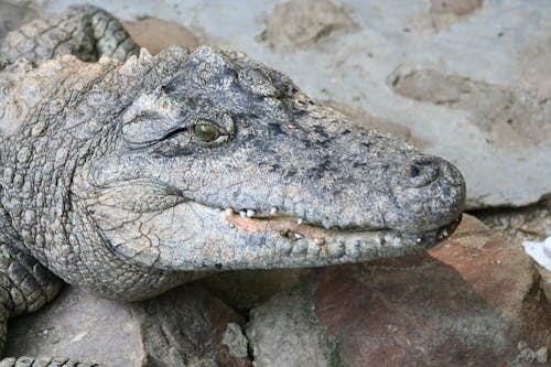 Kostnadsfri bild av alligator, djur, natur