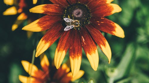 無料 フラワーズ, ミツバチ, 上面図の無料の写真素材 写真素材