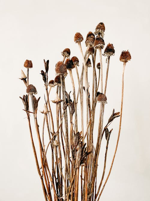Brown and Black Flower Buds