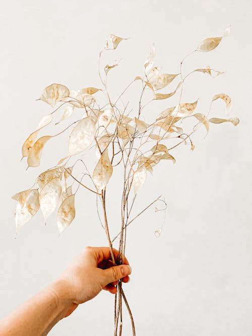 Darmowe zdjęcie z galerii z pionowy strzał, ręka, suszona roślina