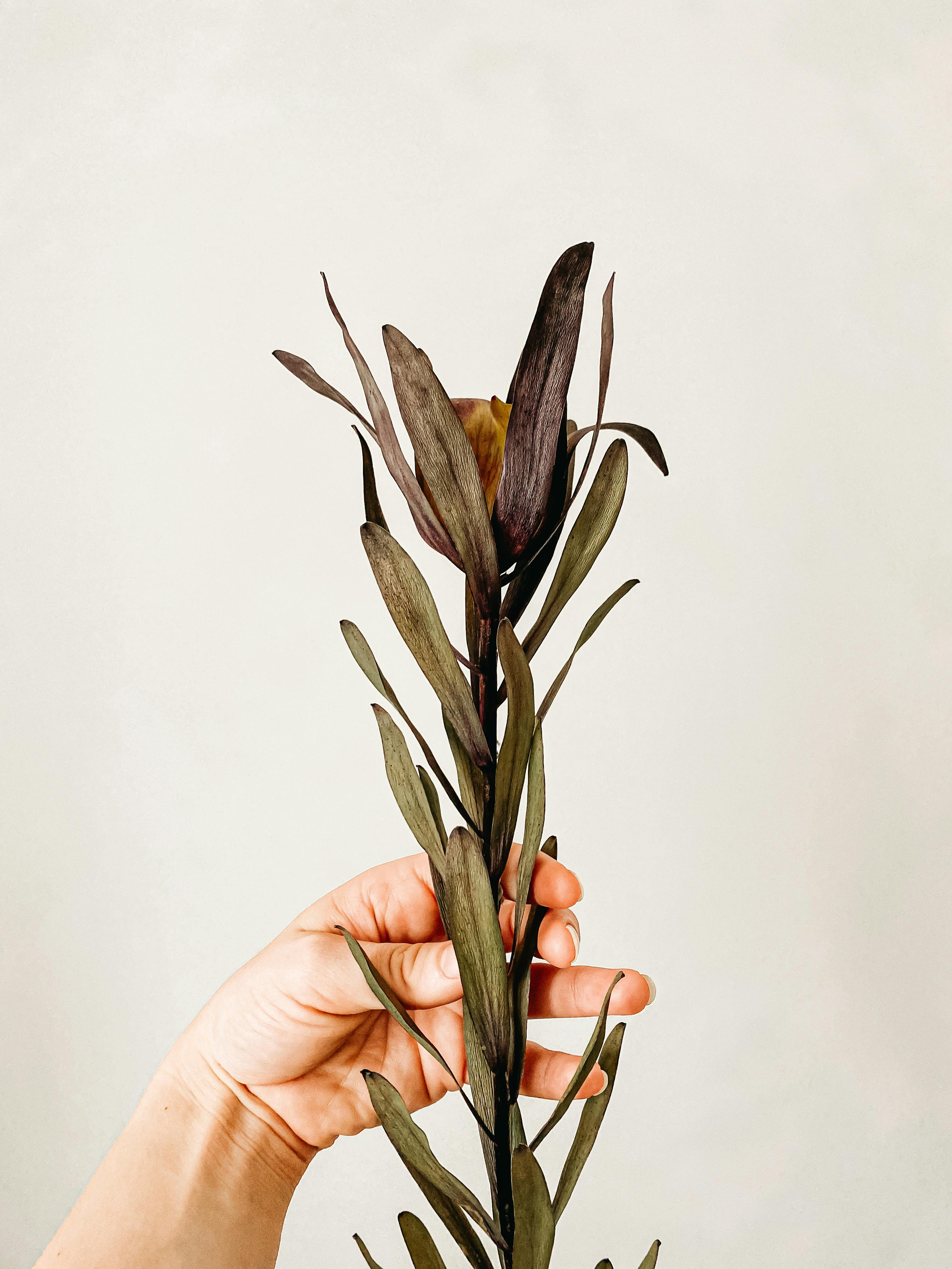 免費 ＃室內, 中性的背景, 乾的 的 免費圖庫相片 圖庫相片