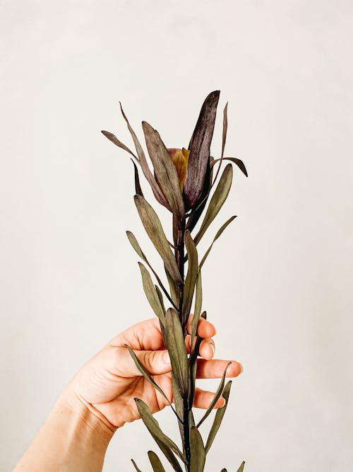 Person Holding Green and Black Plant