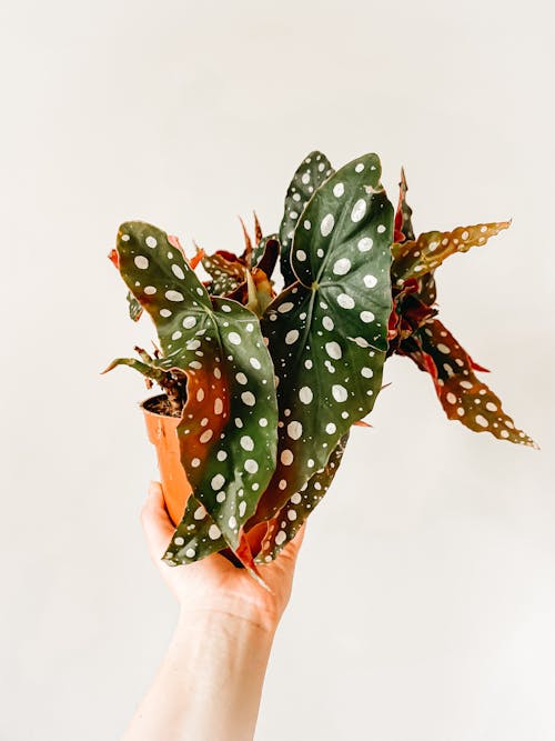 Imagine de stoc gratuită din alb-negru, cactus plante, calm