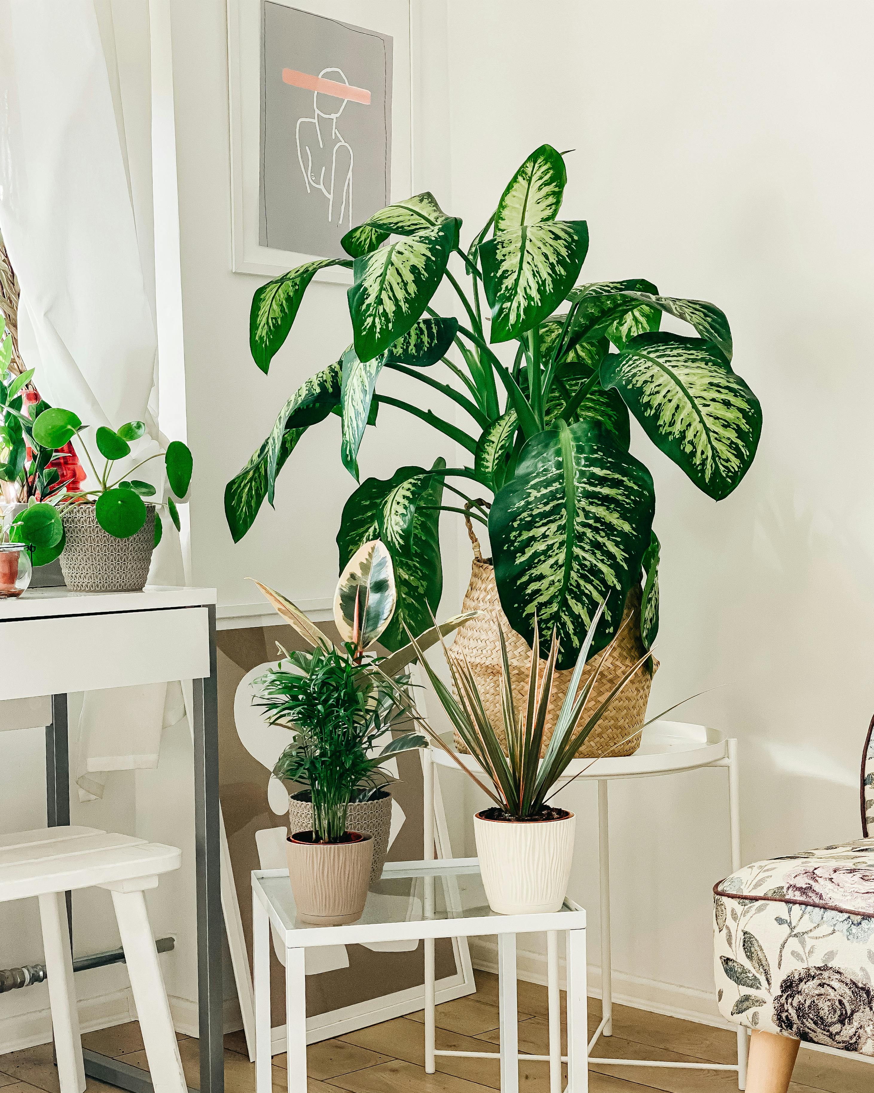A modern interior featuring various houseplants with a minimalist decor.