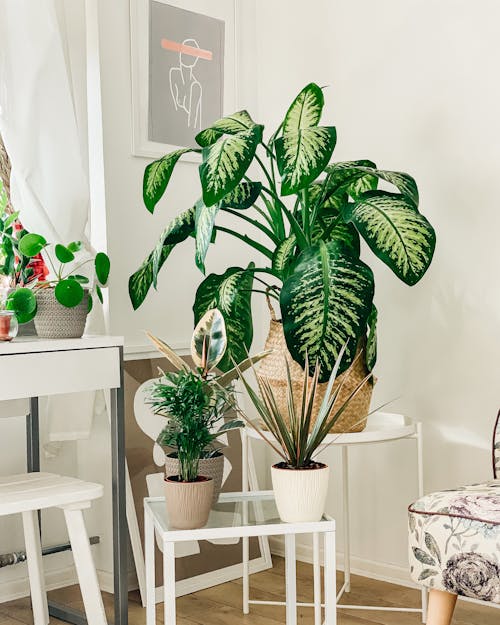 Зеленое растение на белом деревянном столе