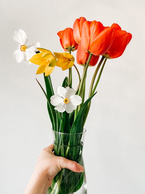 Free A colorful bouquet of tulips and daffodils captured in a clear glass vase, set indoors. Stock Photo