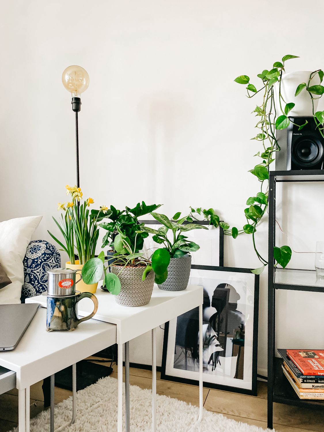 Green Potted Plant on White Wooden Table · Free Stock Photo