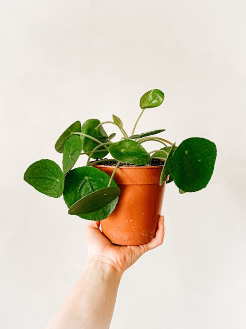 Free A Chinese Money Plant in a Pot  Stock Photo