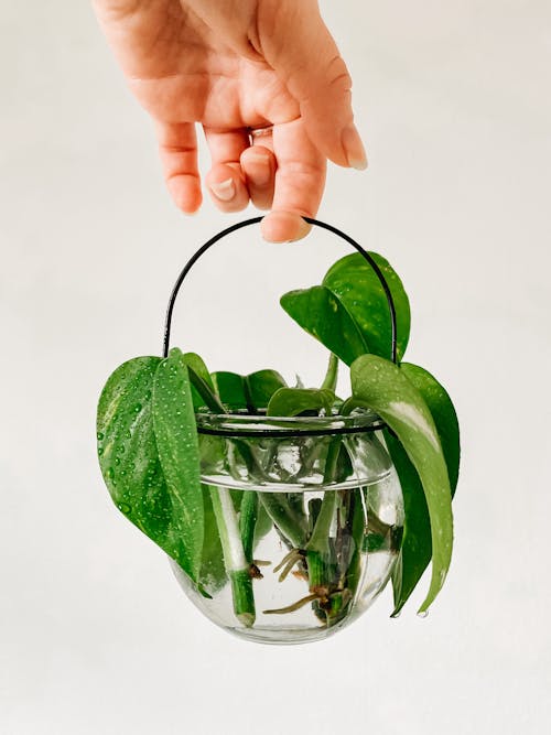 Green Leaves on Clear Glass Container