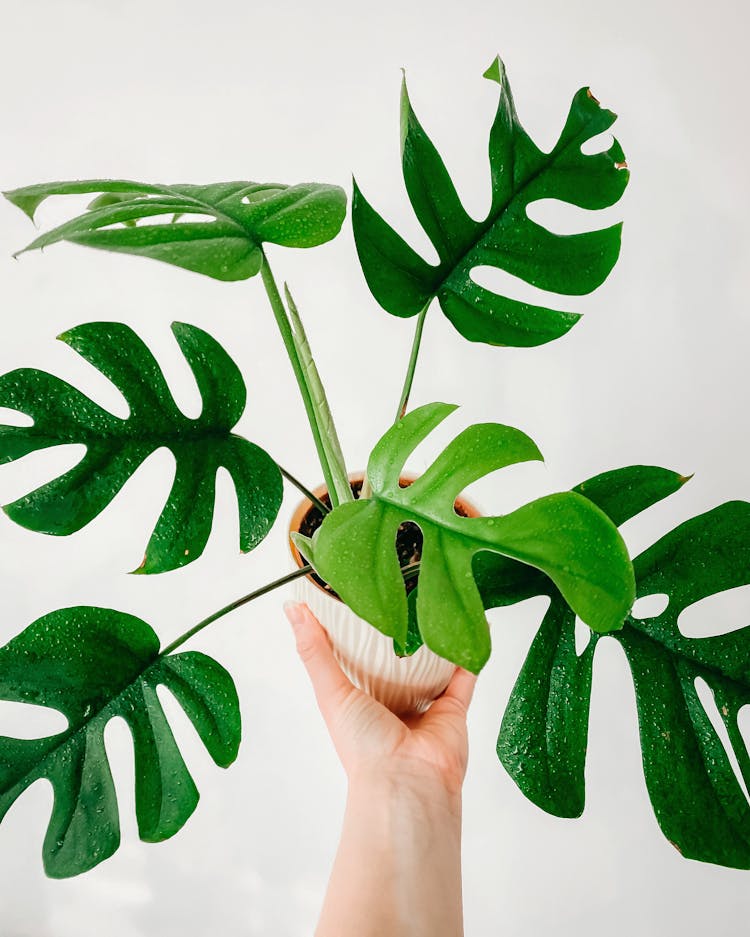 A Person Holding A Potted Plant 