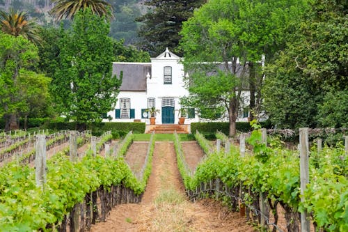 Cape Dutch Manor House and Vineyard in Constantia Valley, South Africa