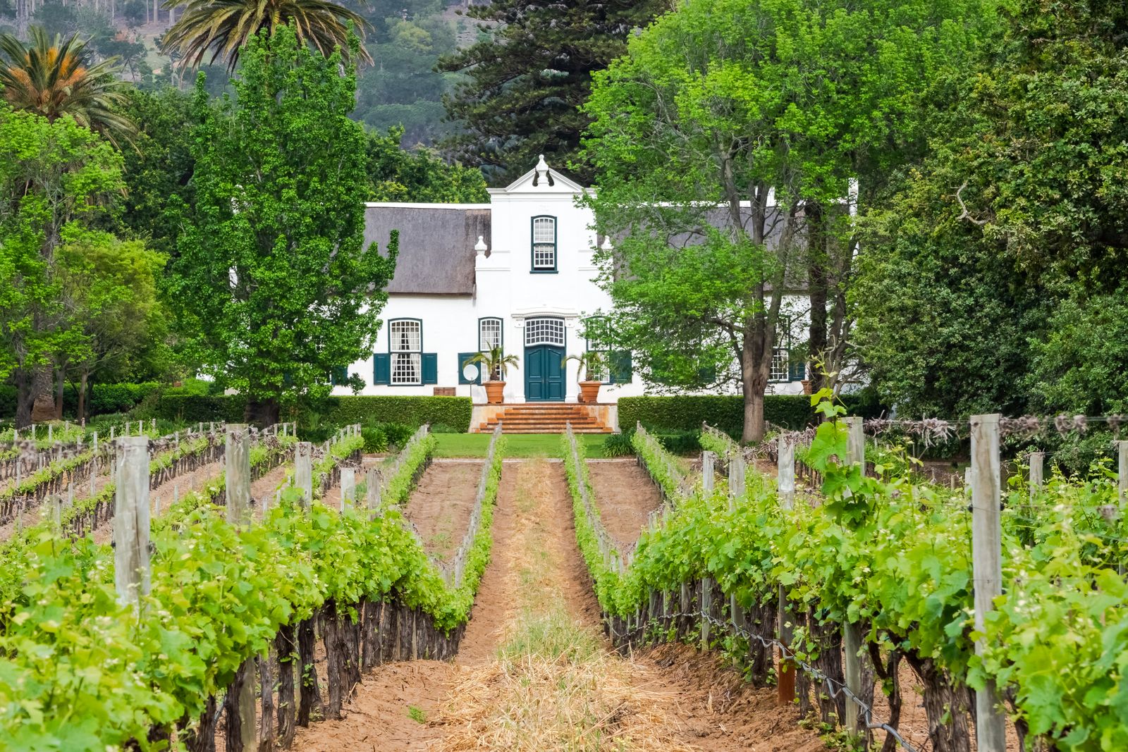 The Vineyard Estate, photo 1