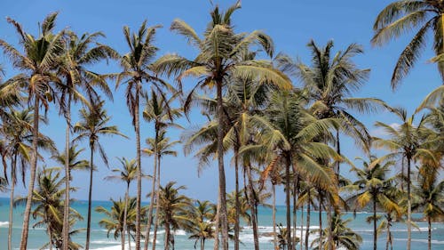 Palm Trees near Sea