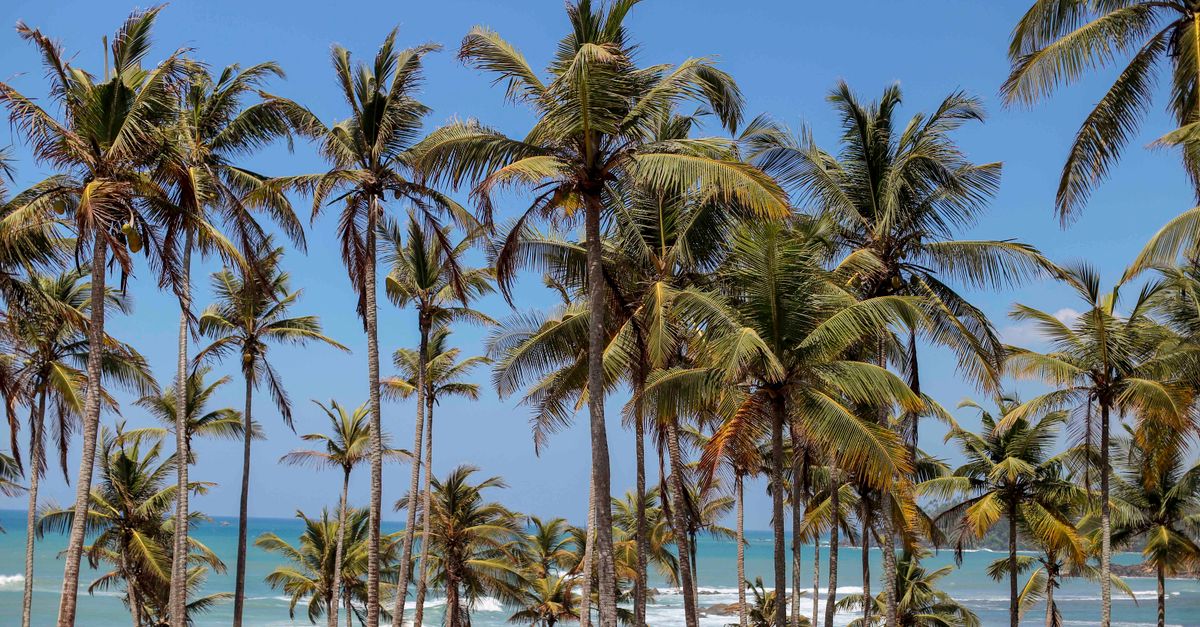 Coconut Tree Hill Mirissa with palm trees and ocean vista