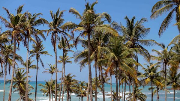Ultimate Travel Guide to Mirissa, Sri Lanka (2026)