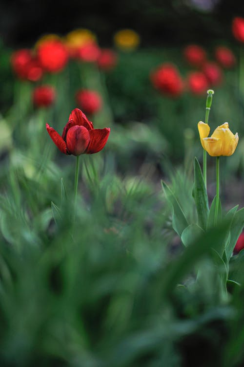 Picturesque red and yellow flowers with delicate petals and green leaves growing in park