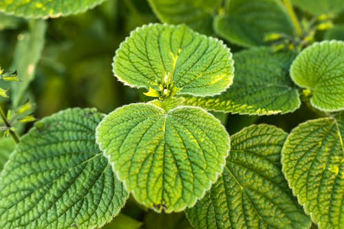 Free stock photo of green, macro photography, nature