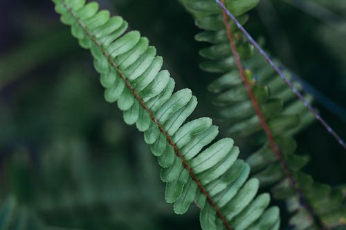 Free stock photo of fern, garden, green