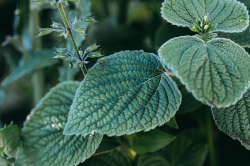 Immagine gratuita di giardino, impianto, lasciare