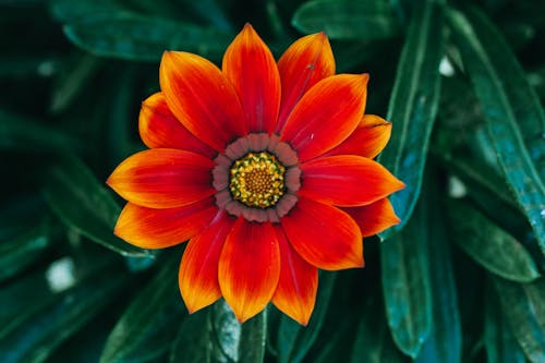 Immagine gratuita di arancia, fiore, giardino