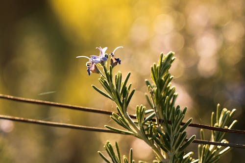 Gratis arkivbilde med anlegg, makrofotografering, rosmarin