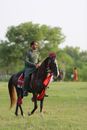 Man in Gray Jacket Riding Brown Horse