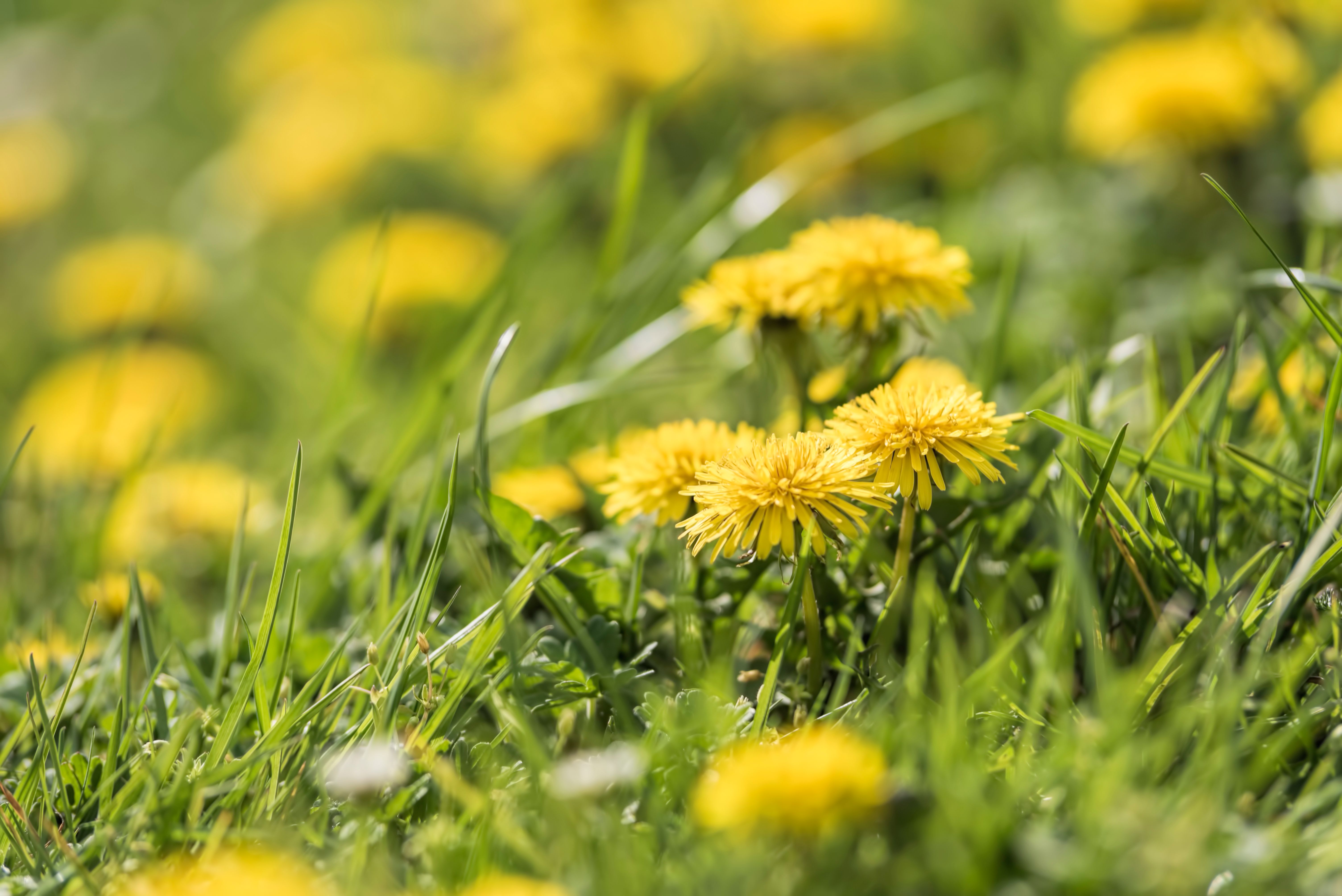 Кульбаба лікарська: застосування в домашніх умовах — medicinal dandelion flowers green field