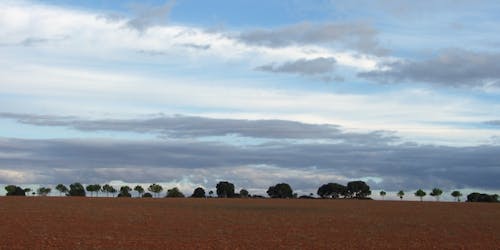 Immagine gratuita di alberi, campo, sera-sky