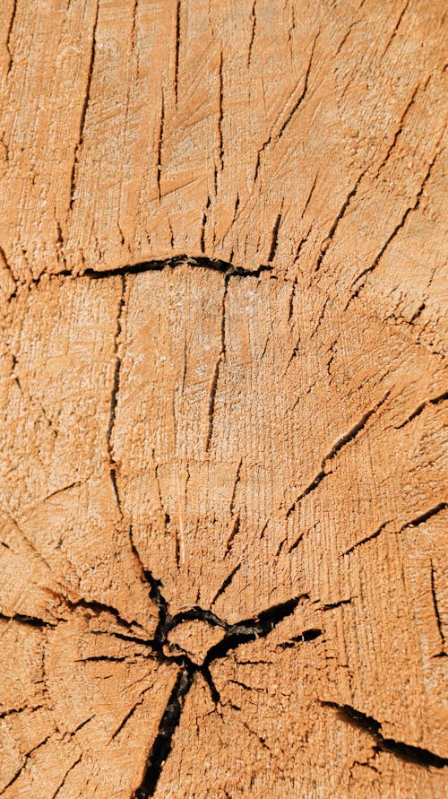 Close-up Shot of a Tree Log