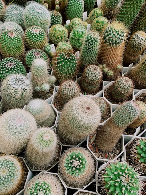 Potted Spiky Plants