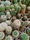 这组盆栽仙人掌形态多样，尖刺与纹理各异，非常适合植物或自然主题