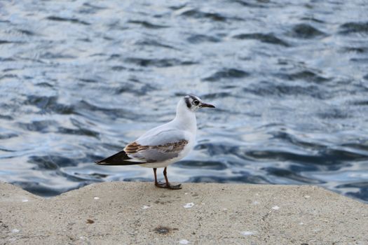 White Bird on the Concrete Surface Near the Water