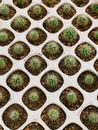 Spiky Plants in the Seedling Tray