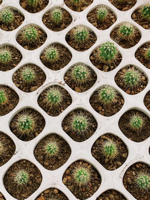 Close-up of cactus seedlings arranged in a grid pattern, showcasing their geometric beauty.