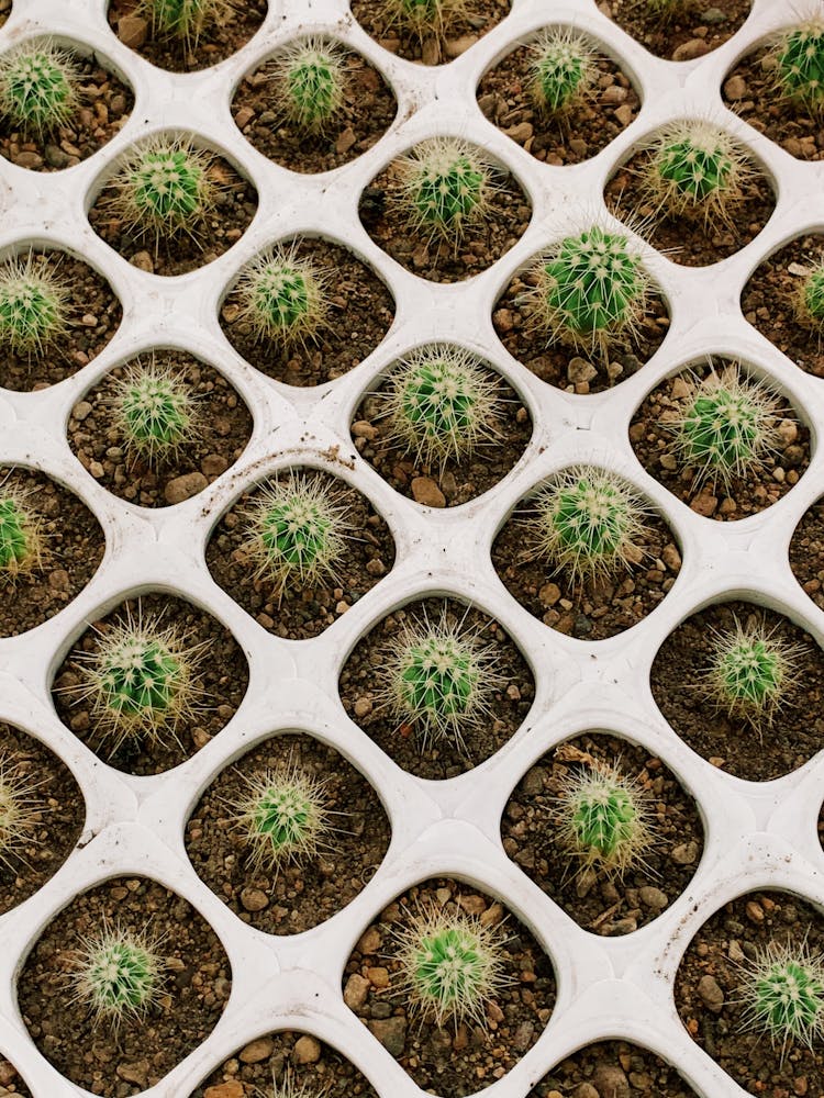 Spiky Plants In The Seedling Tray