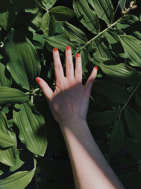 Crop faceless female with red manicure touching fresh green leaves of tropical plant in garden on sunny day