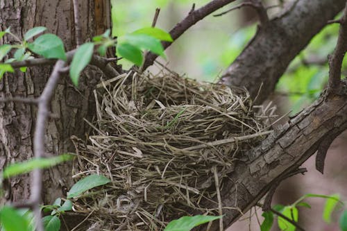 Brown Nest on Tree Branch