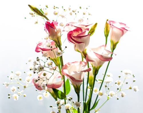 Bunch of fresh gentle blossoming lisianthus flowers with delicate petals against white background